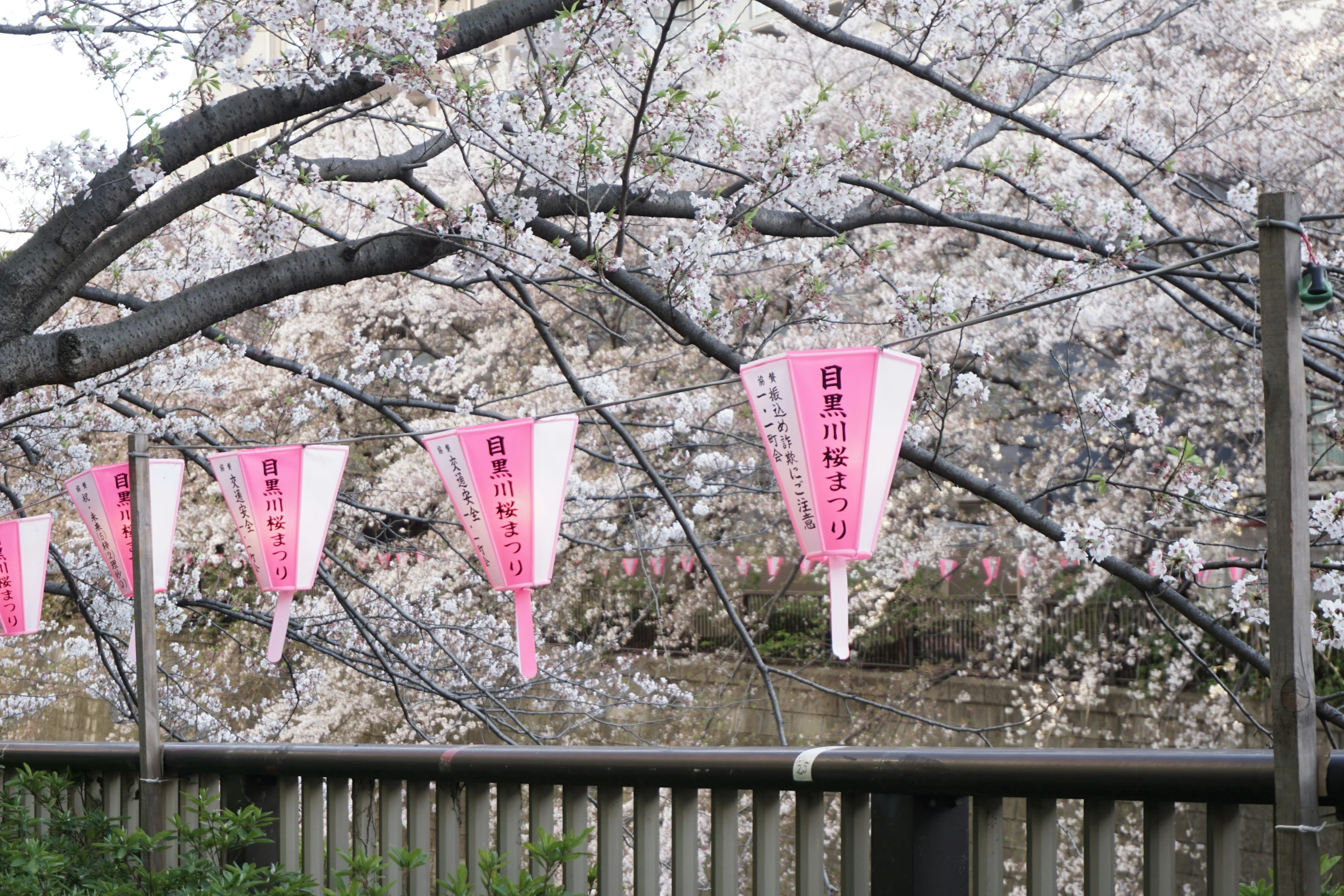 pink paper signs hanging in the tree behind a fence