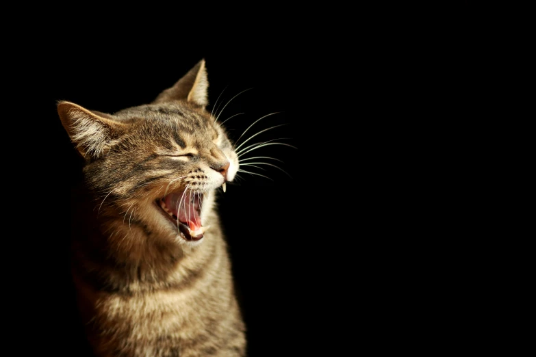 a striped cat that is yelling out on a black background