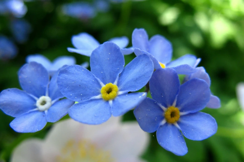 an image of three blue flowers that are in the wild