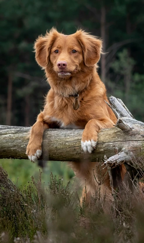 the golden retriever puppy is holding on to a log
