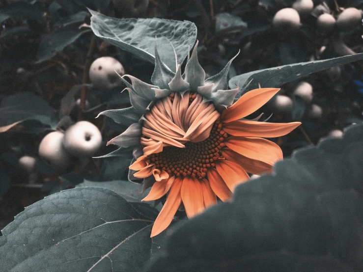 a flower in the grass and some leaves