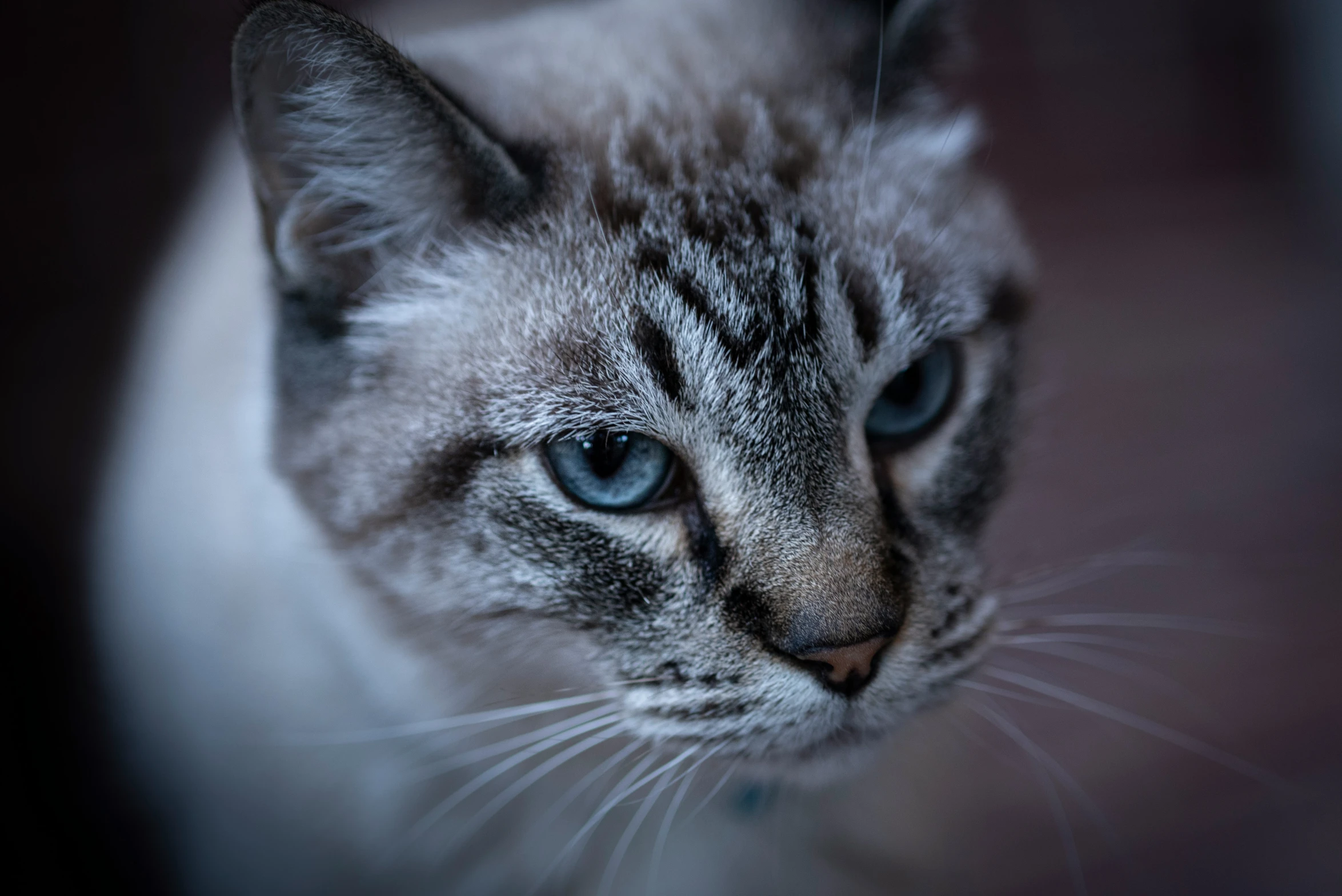 an image of a cat that is looking up