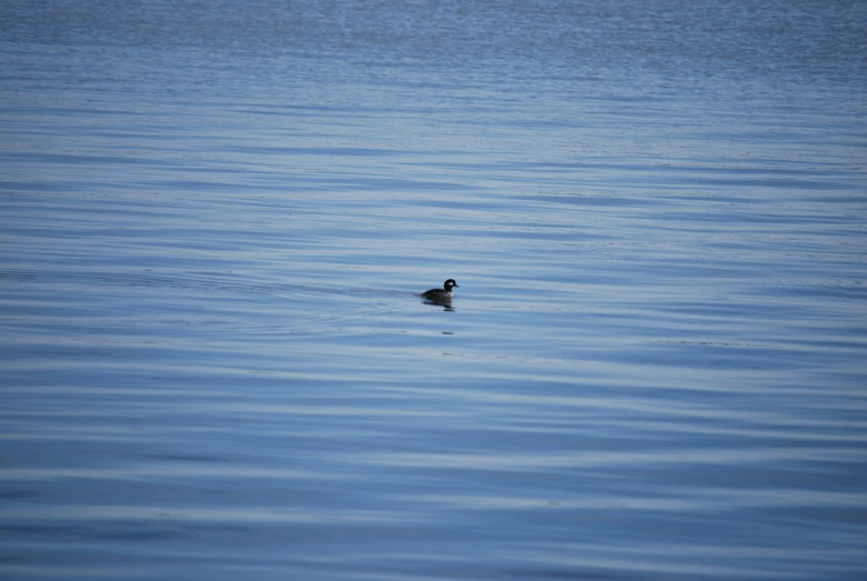 a duck swimming in the middle of a large lake