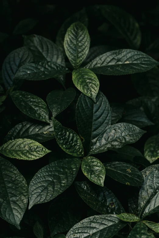 the leaves on a bush are green with yellow streaks