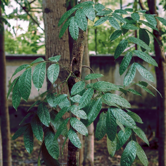 a close up of a tree with some green leaves