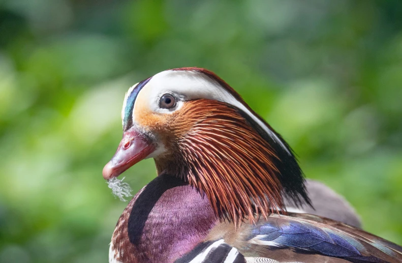 the colorful bird has it's hair in the wind