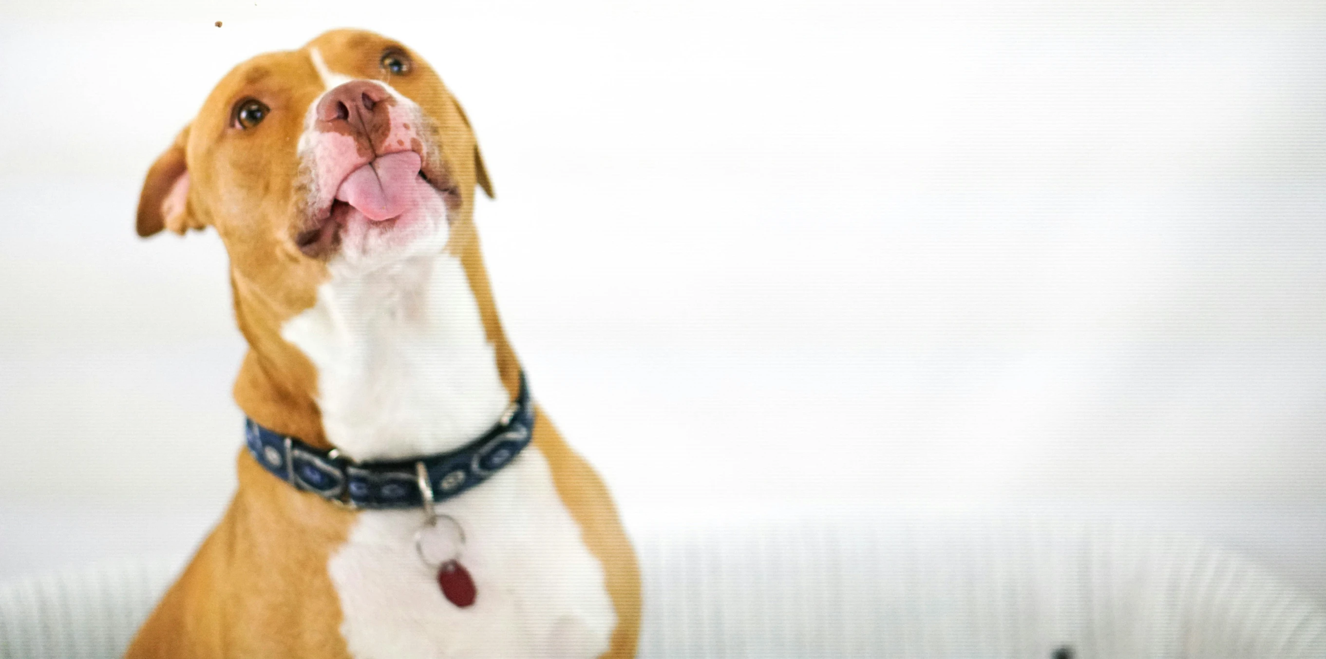 a dog sticking its tongue out while standing up