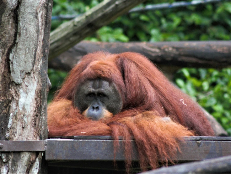 an orangue hangs out in the trees