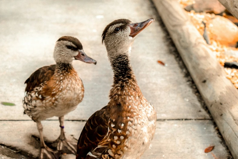 two ducks walking along a cement walkway with wood chips in it