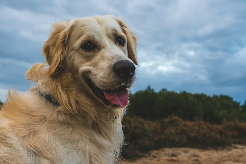 a white dog with brown eyes and tongue hanging out