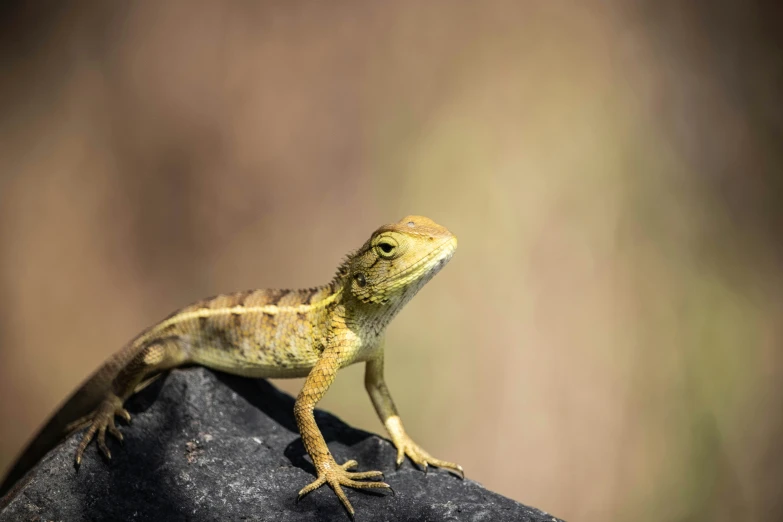 a lizard standing on a piece of rock