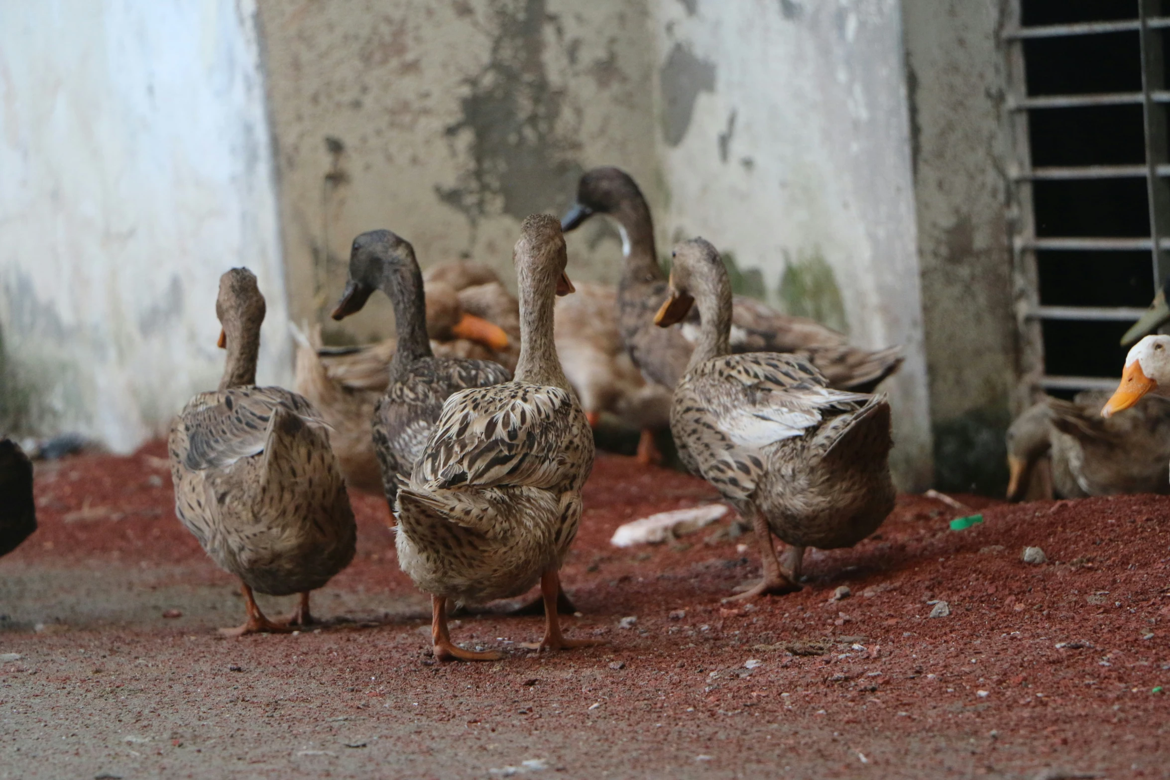 four gray ducks walking down the street with red dirt