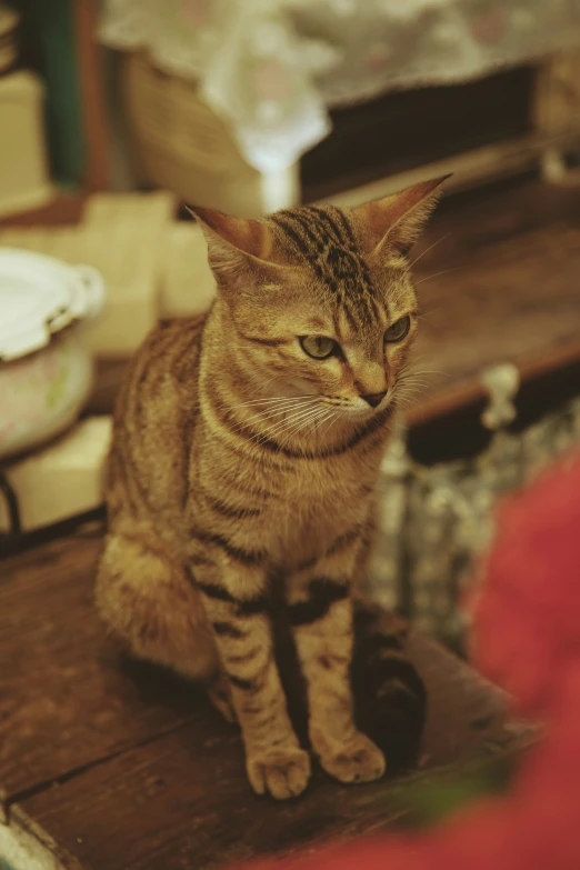 a close up of a cat sitting on top of a table