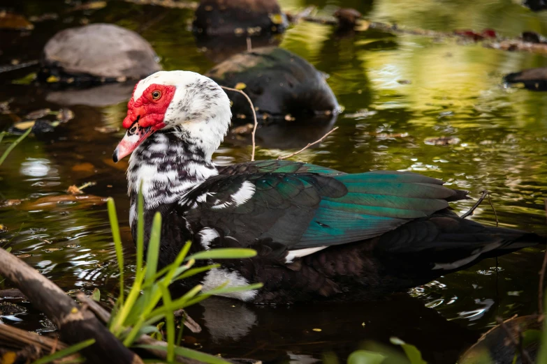 a water fowl wading through the pond of some sort