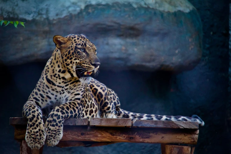 a stuffed animal laying on a table on top of a log