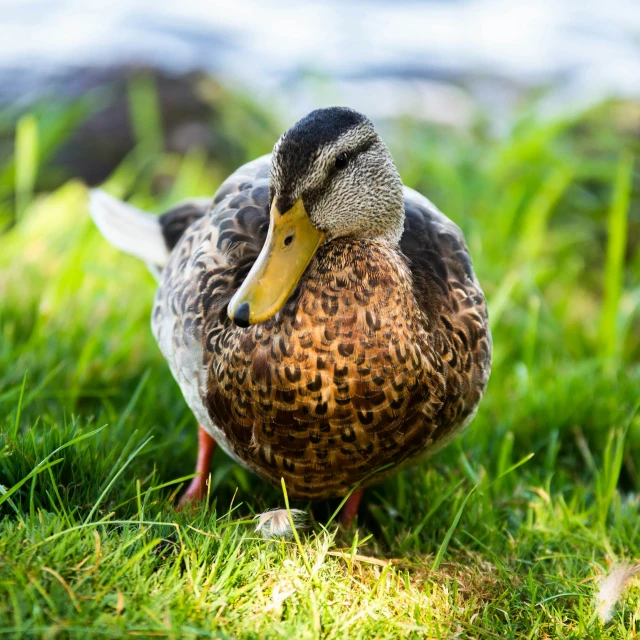 a duck is standing alone in the grass