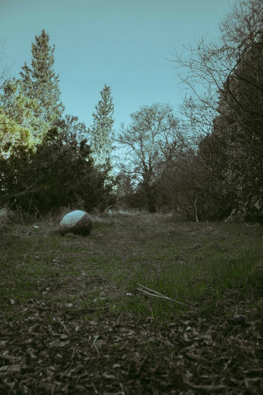 an abandoned baseball in the woods, by a trail