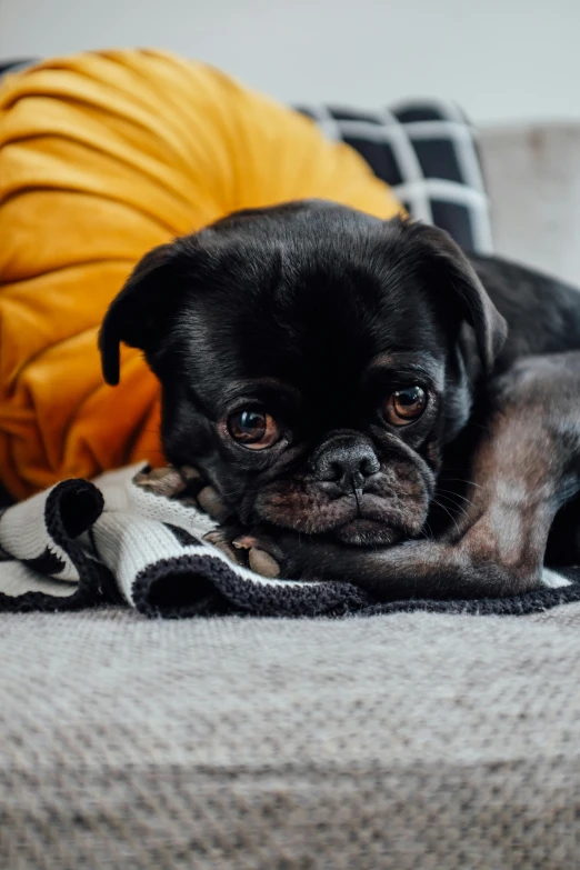 there is a small black pug on the couch