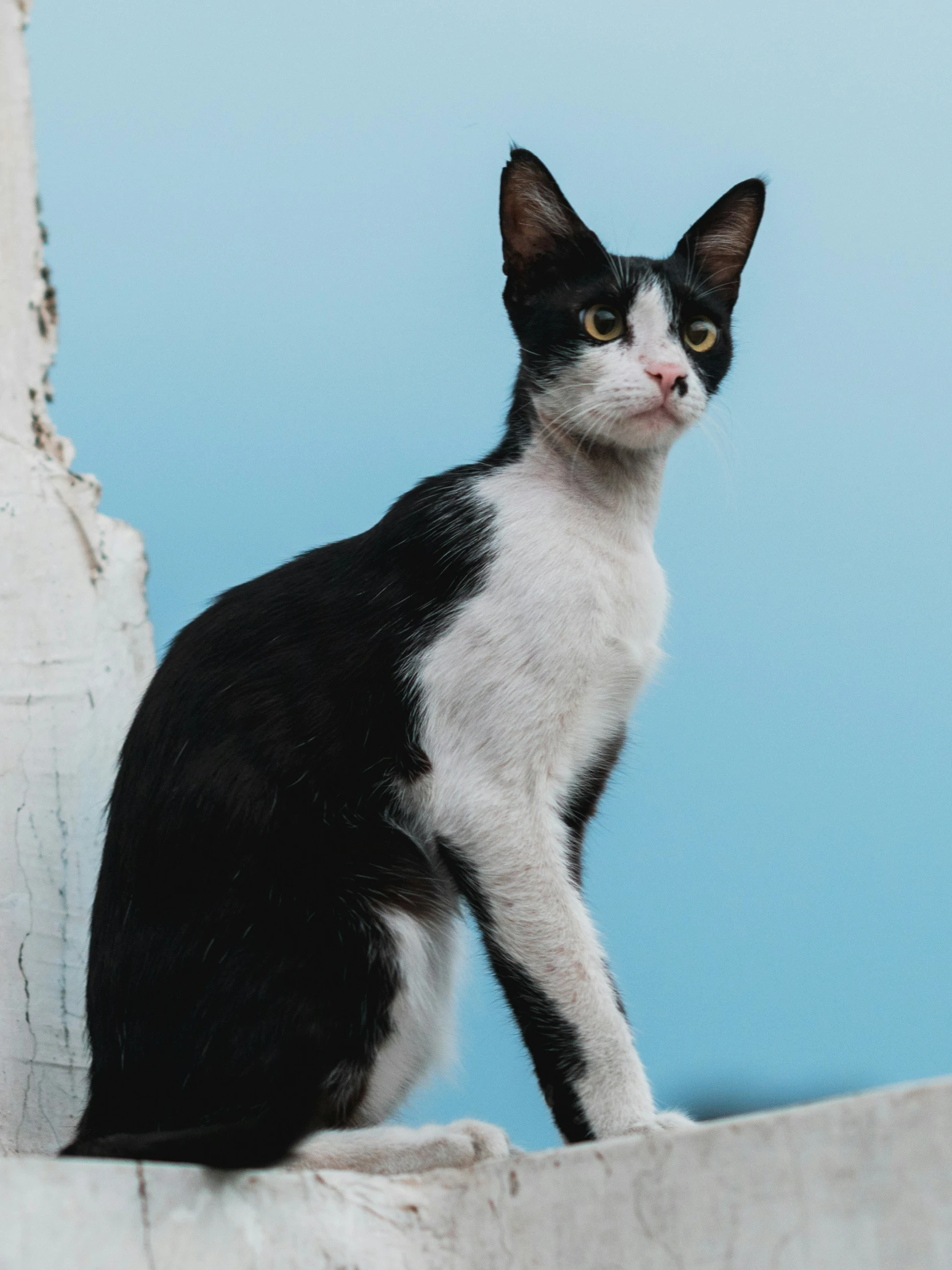 a black and white cat sitting on top of a roof