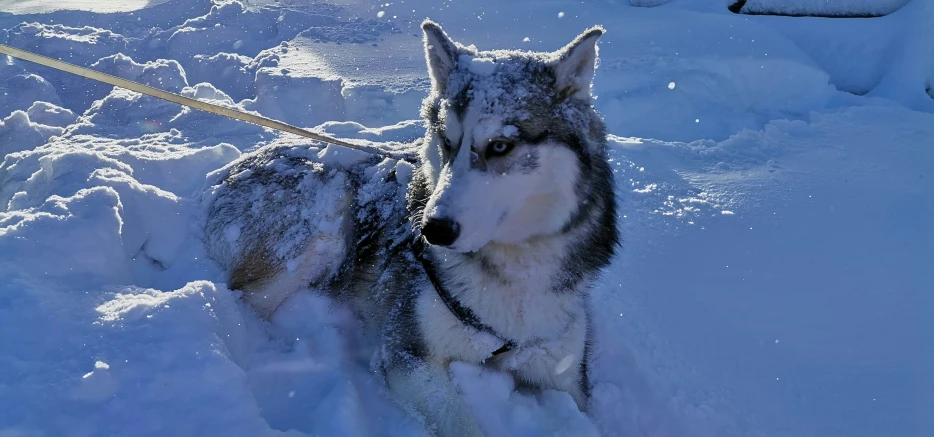 a husky dog that is walking in the snow