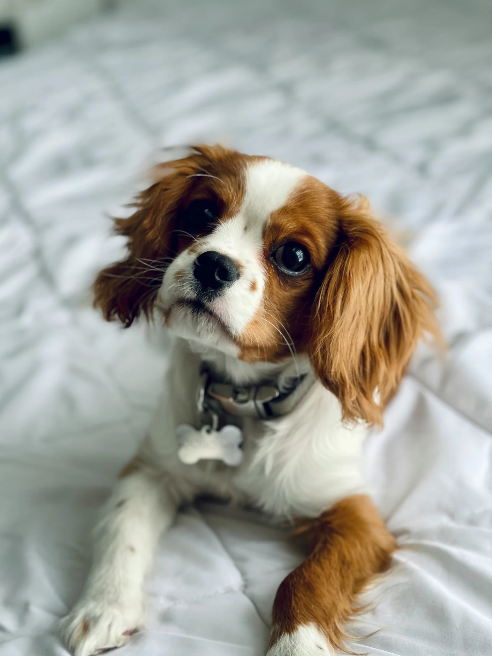 a dog laying down on a bed with white sheets