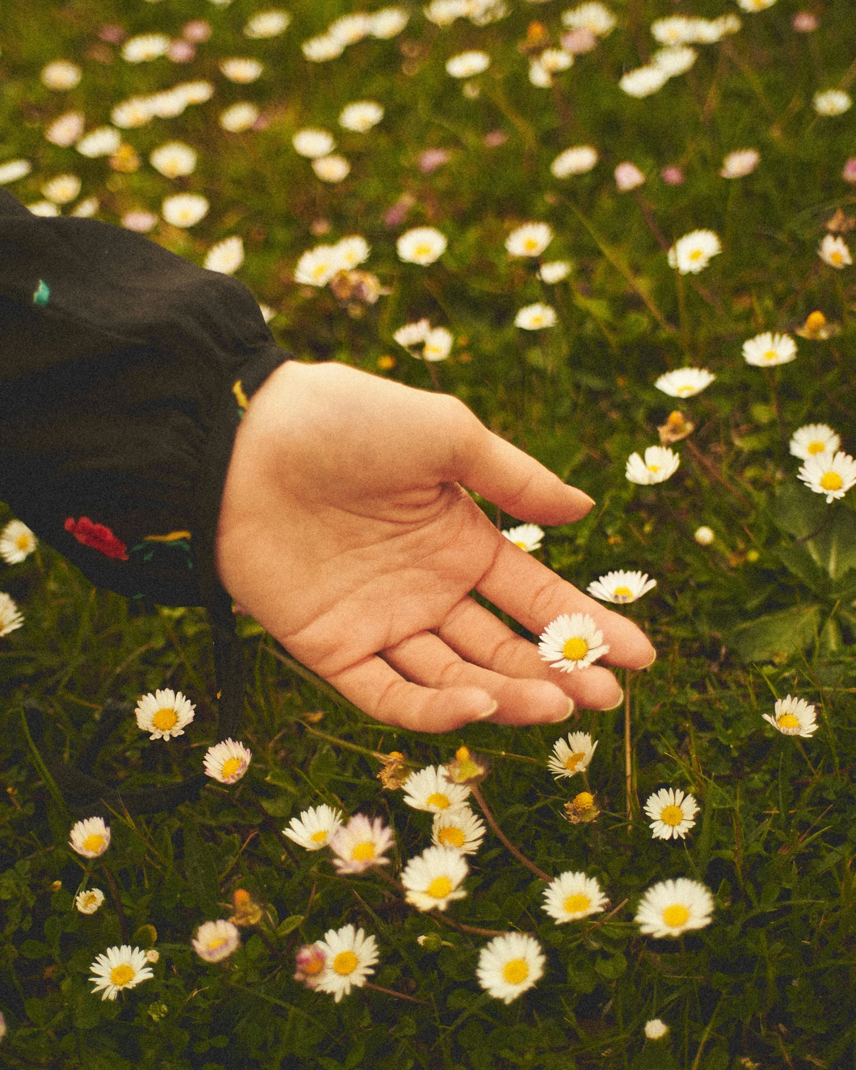 person's hand reaching toward flower while sitting in grass