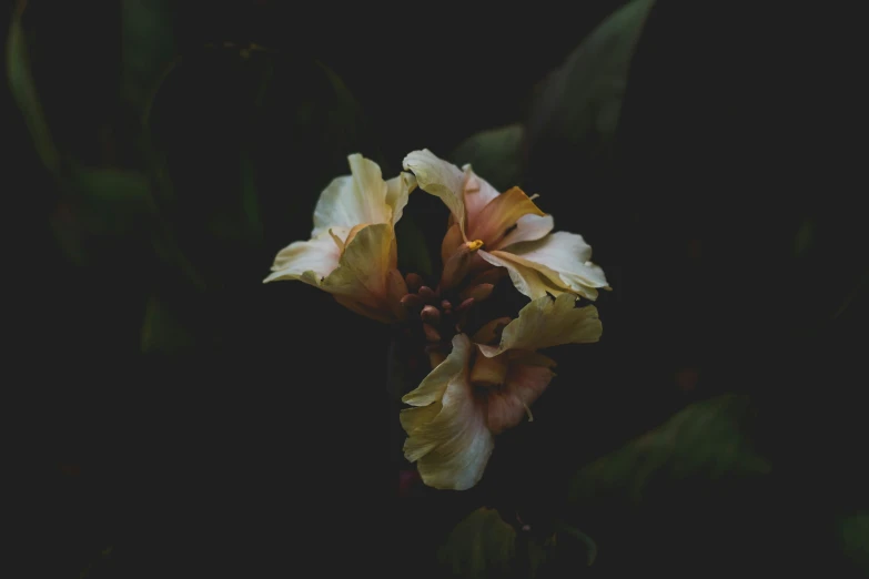 a white and yellow flower in front of some green leaves