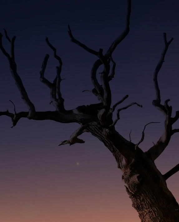 a bird perched on the trunk of a tree with no leaves at night