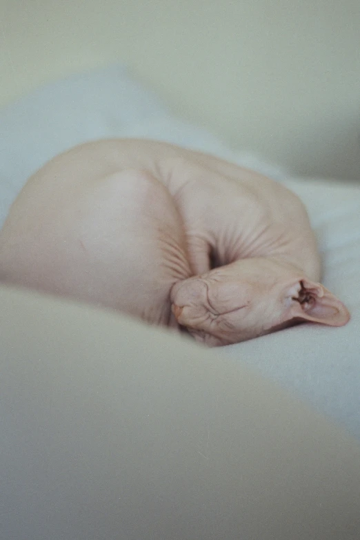 a kitten curled up sleeping on a white surface