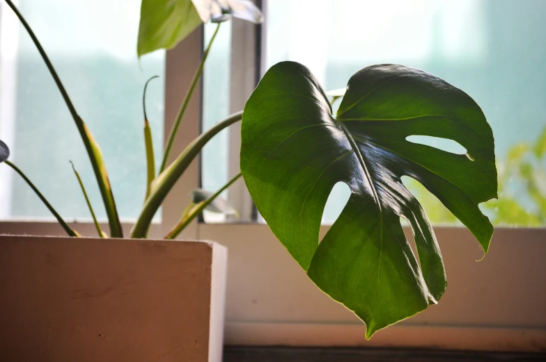 plant with long green leaves near a window