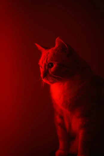 a cat standing in a red room next to a red wall