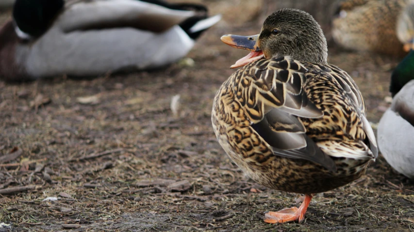 a couple of ducks sitting next to each other on the ground