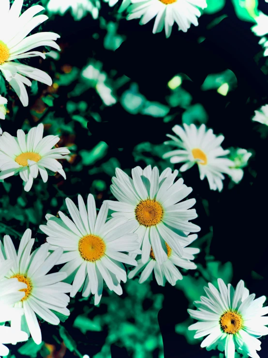 many white daisies with yellow centers and stems