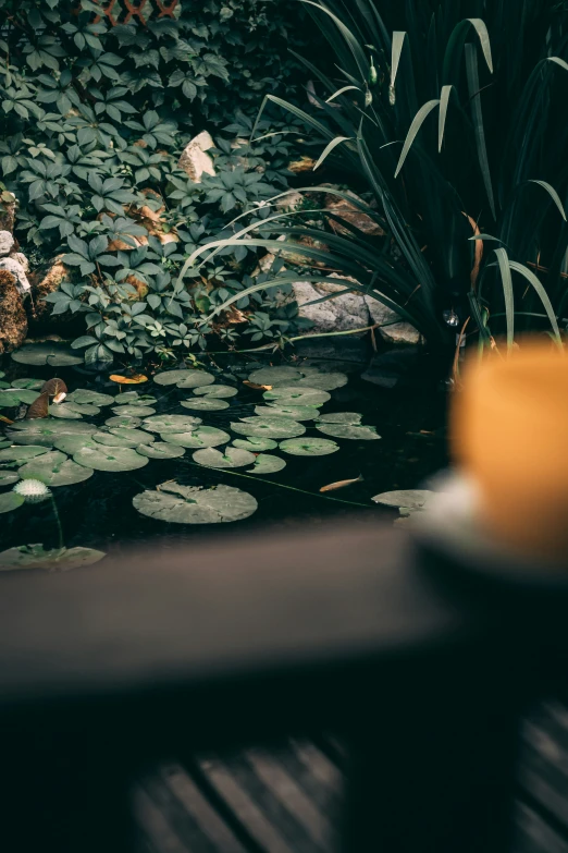 a small pond filled with lots of water plants