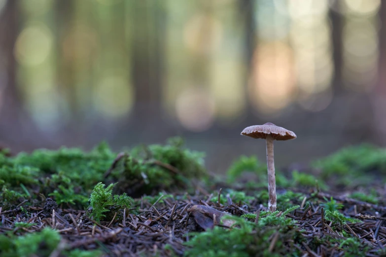 a small mushroom on the ground in the forest