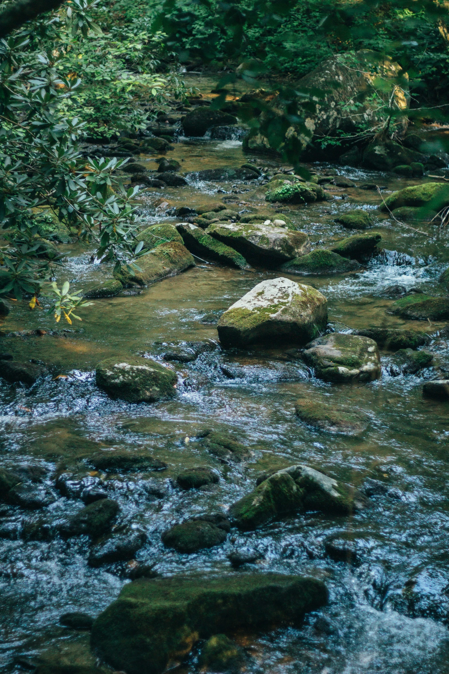 a river is running through some trees with boulders