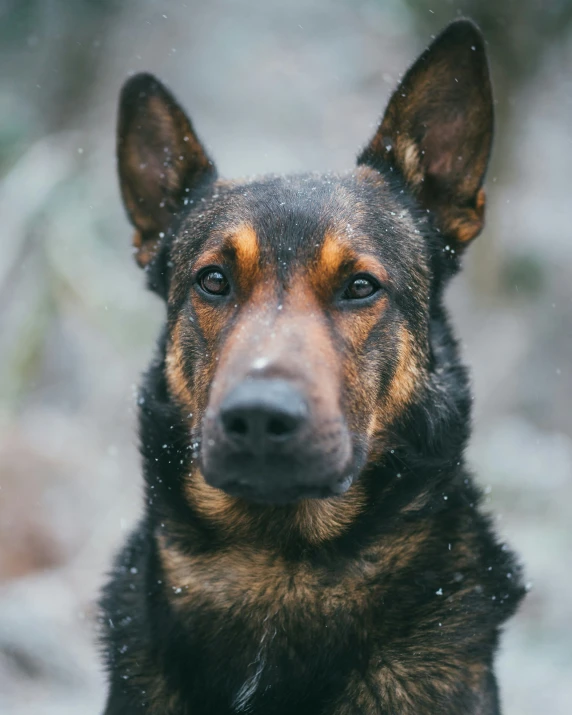 an alert dog looks straight ahead and is close to the camera