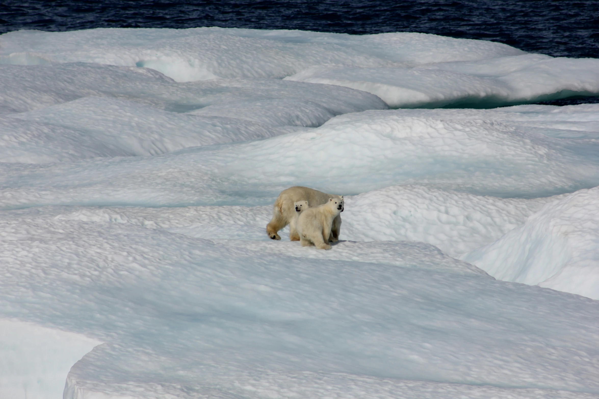 a polar bear is walking across some ice in the water