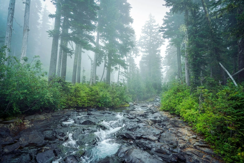 foggy day in a beautiful forest with small creek