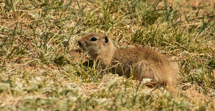 a rodent standing in the grass looking up