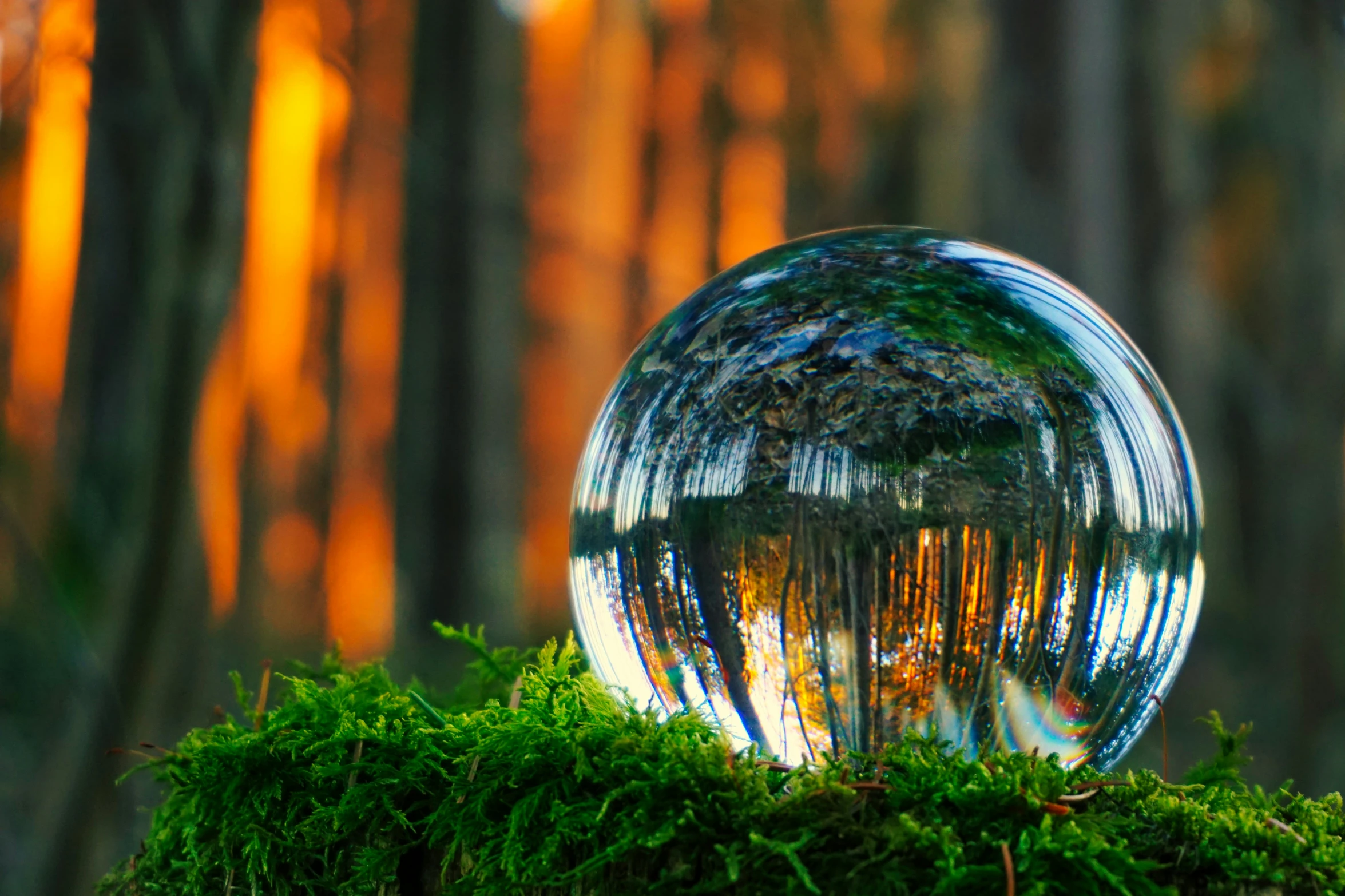 an upside down glass ball on top of a moss covered ground