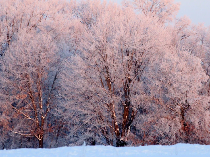 pink snow covered trees stand out against the blue sky