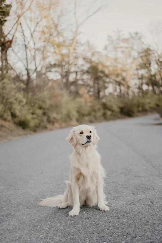 a dog sitting on the side of a road in front of trees