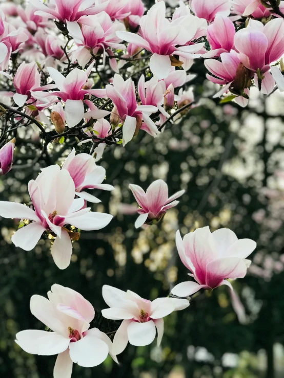 pink and white flowers blooming on tree nches
