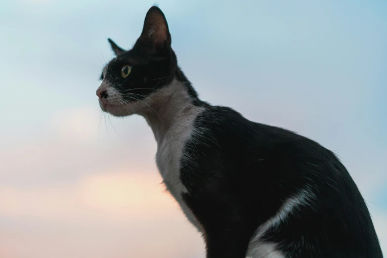 there is a black and white cat with blue sky in the background