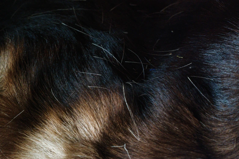 this is an extreme closeup view of hair