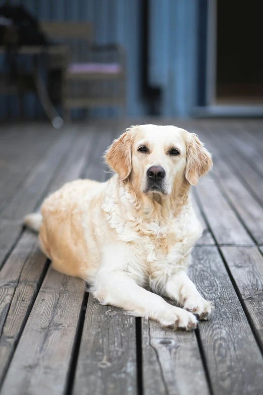 a dog sitting on a wooden deck, smiling for the camera