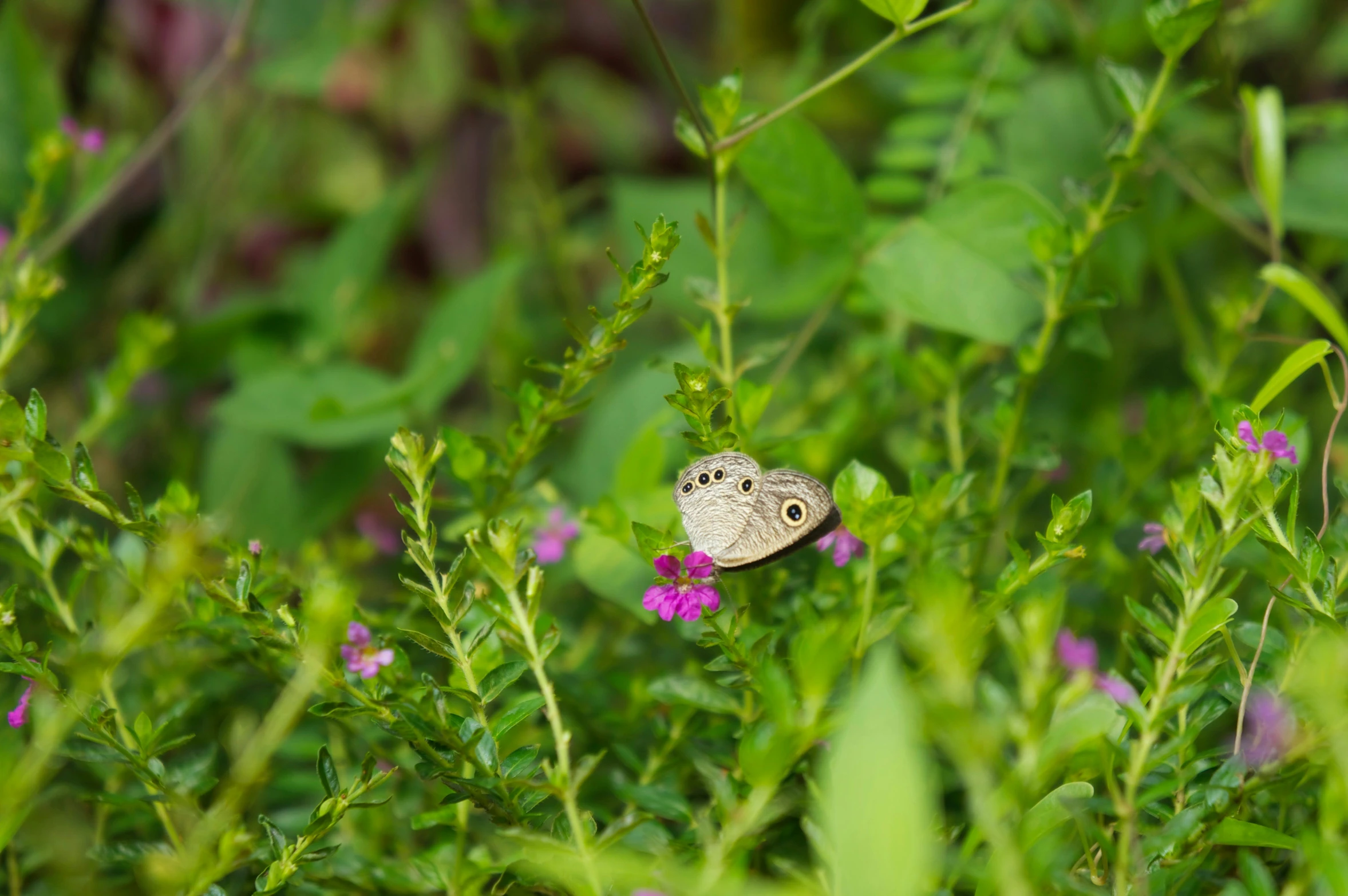 a small brown erfly is on some purple flowers