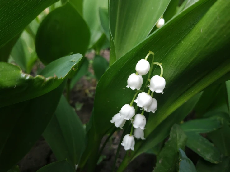 a close up of a flower on a plant with leaves in the background