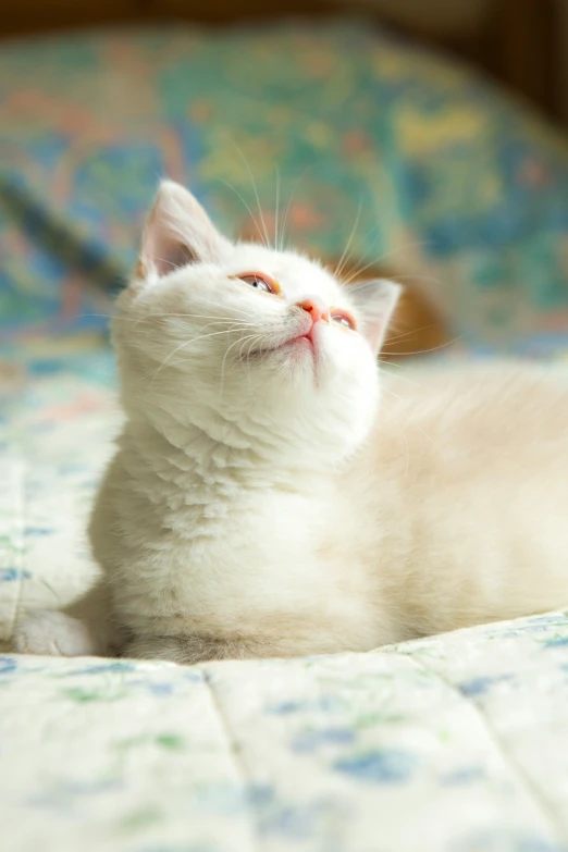 the white cat is relaxing on the flowered sheet